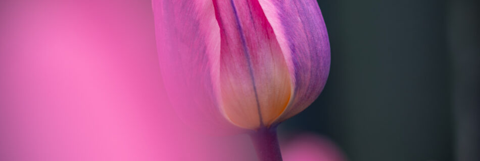 Pink Tulip Close-up Bokeh - Flower Macro Garden Photography