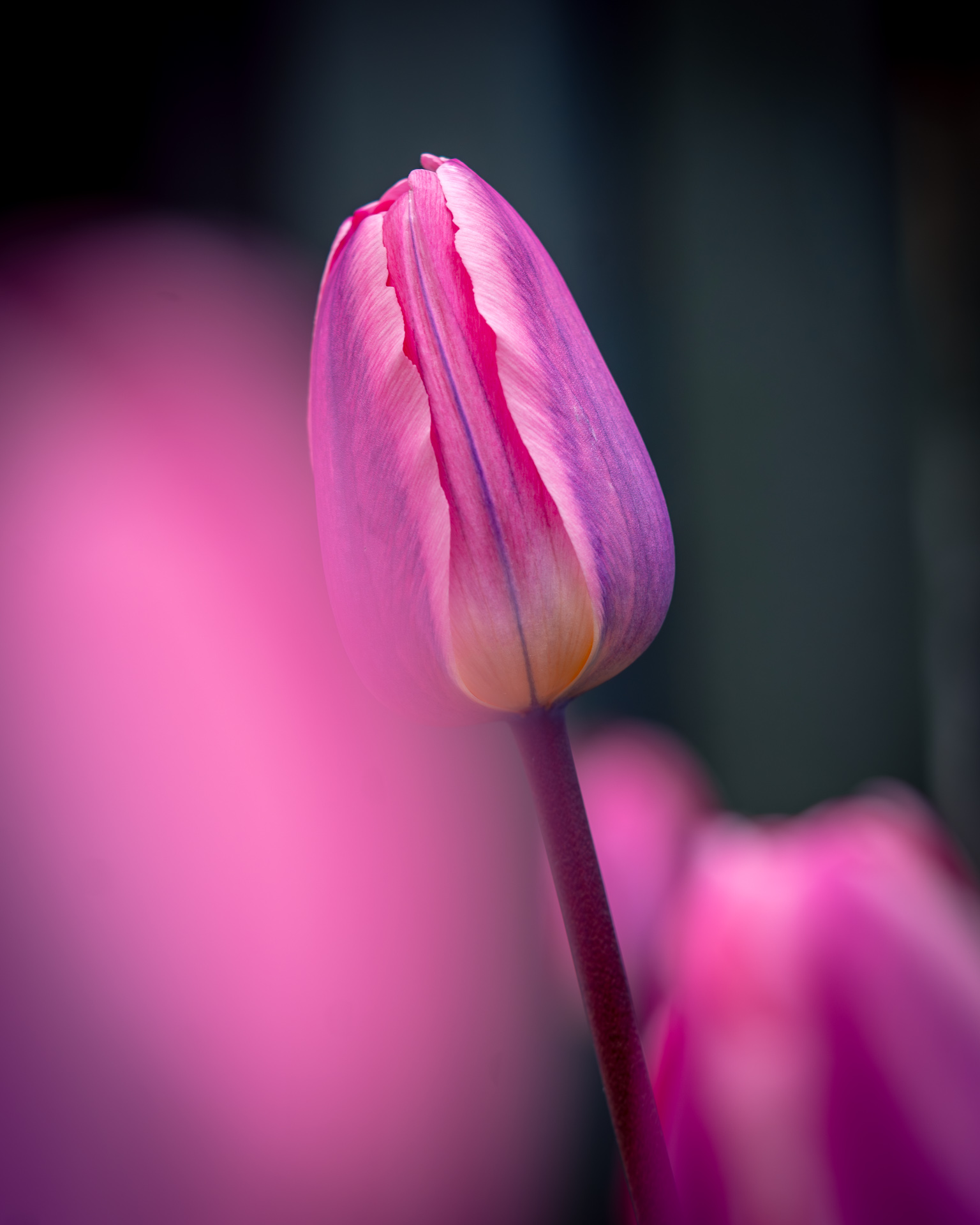 Pink Tulip Close-up Bokeh - Flower Macro Garden Photography