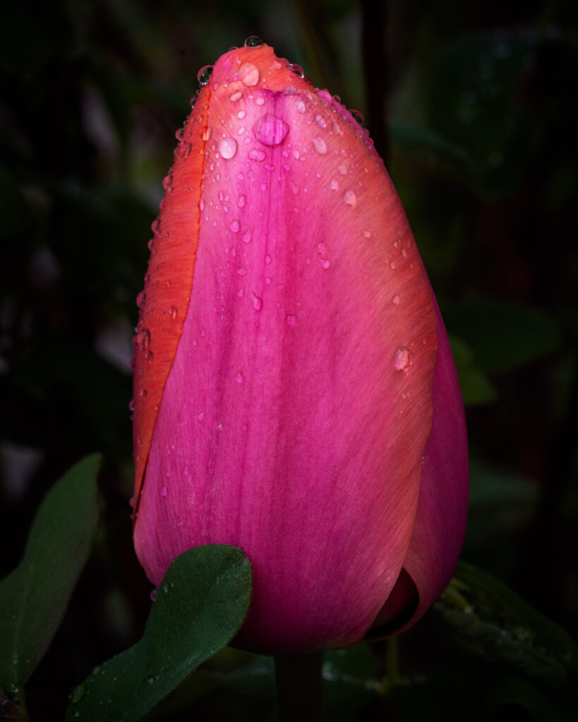 Pink Tulip Close-up Portrait - Spring Flower Macro