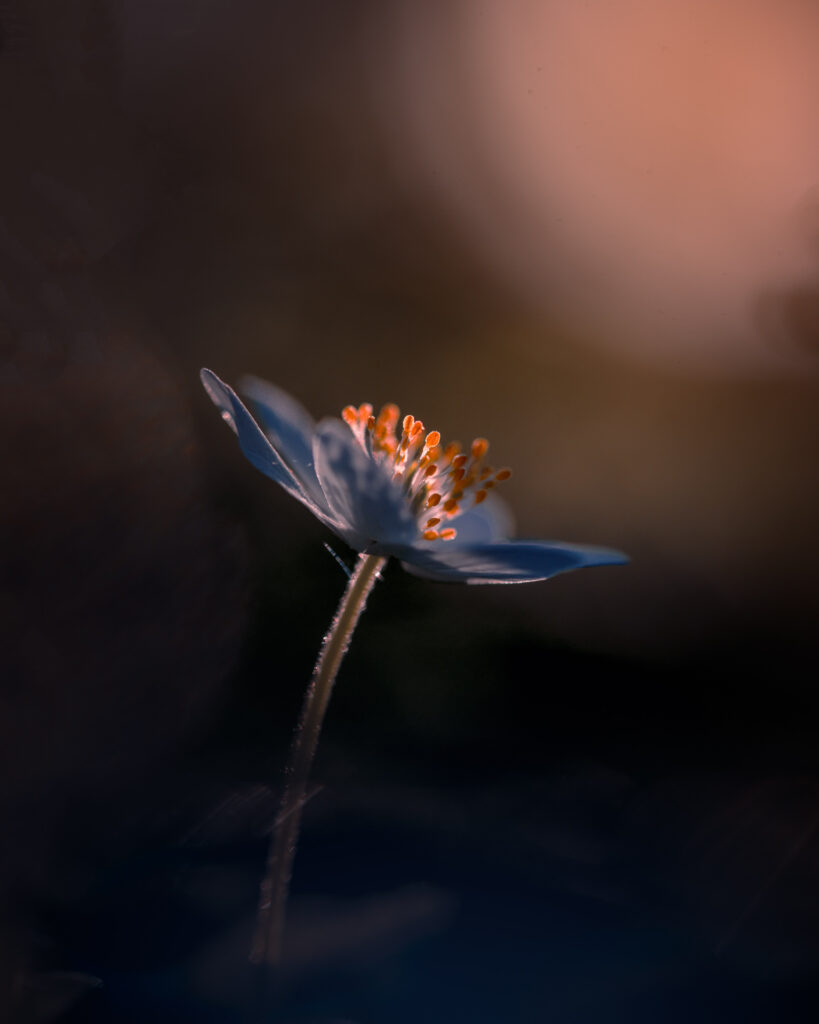 Reaching for the Sun - Wood Anemone Spring Flower macro