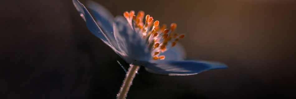 Reaching for the Sun - Wood Anemone Spring Flower macro