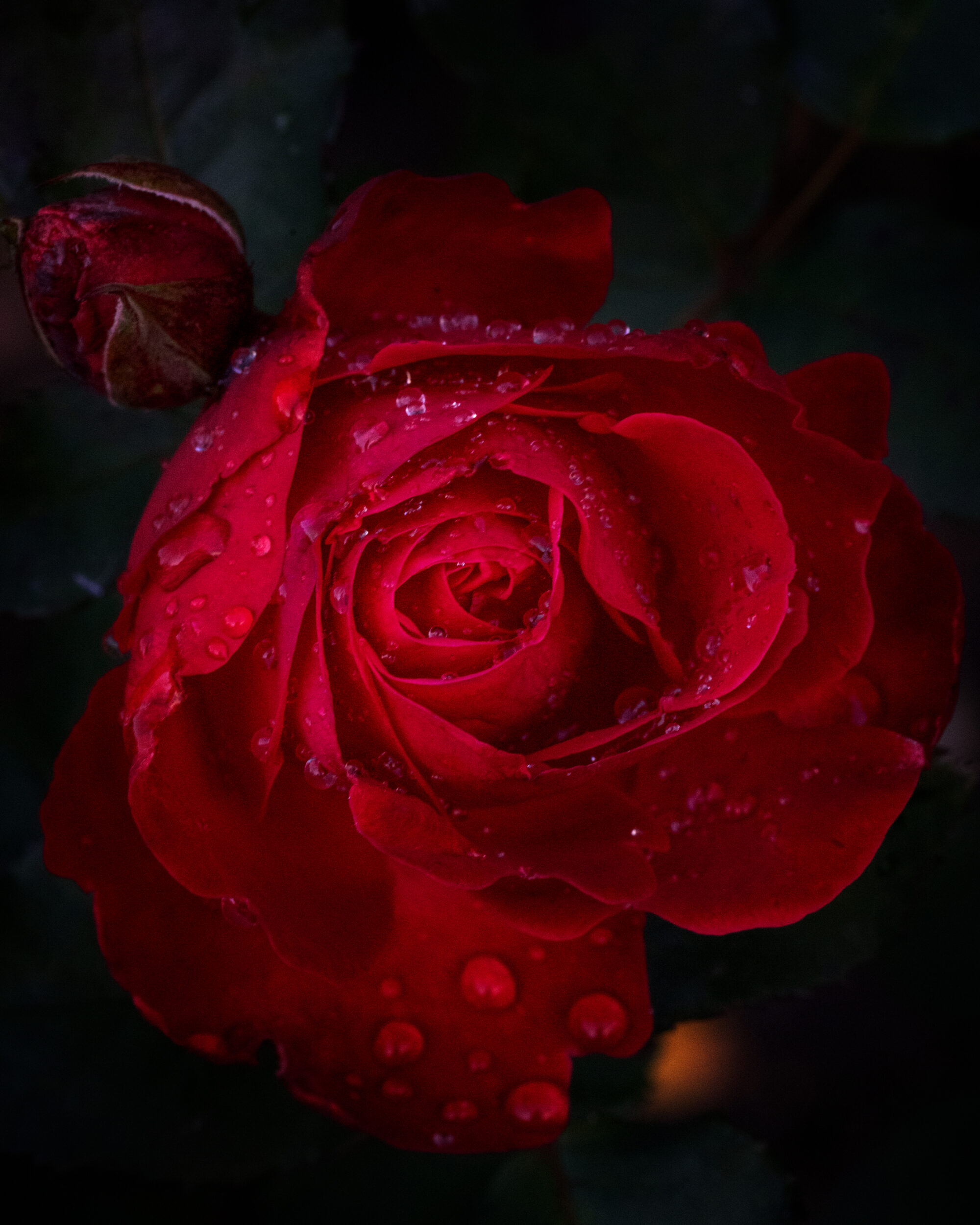 Red Rose - Macro Flower Photography