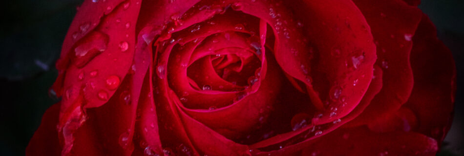 Red Rose - Macro Flower Photography