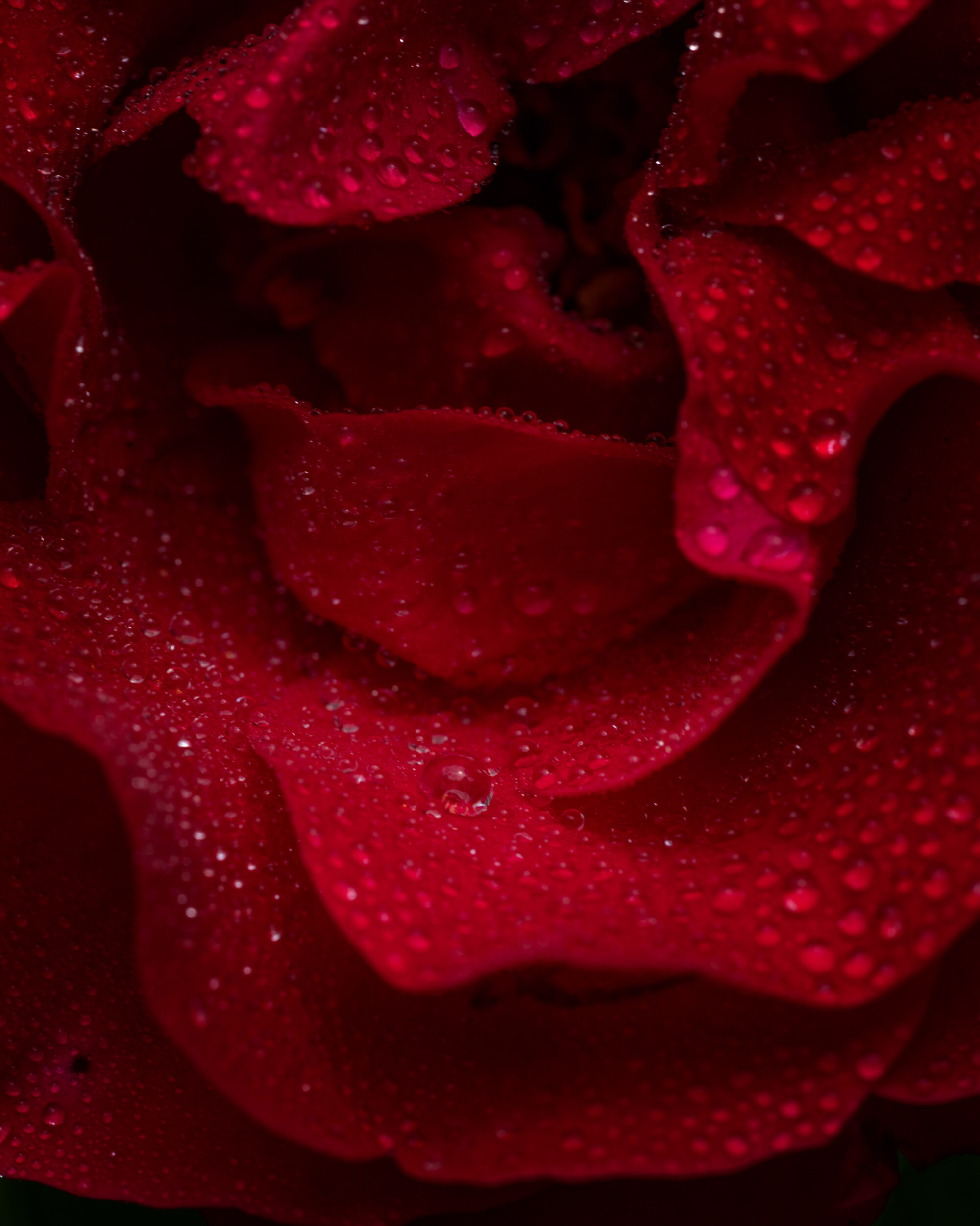 Red Rose detail - Macro Flower Photography