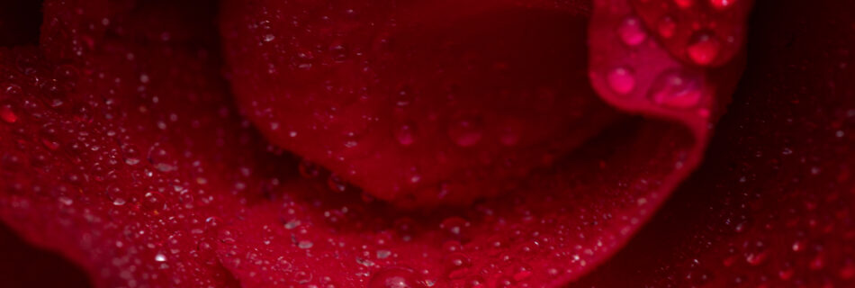 Red Rose detail - Macro Flower Photography