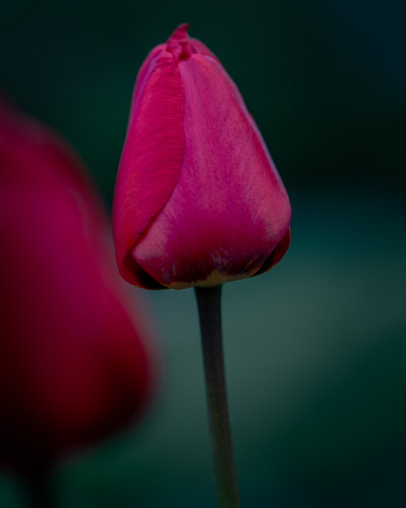 Red Tulip Close-up Bokeh - Flower Macro Garden Photography