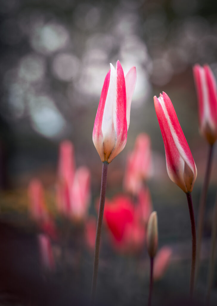 Red and White Tulip Close-up Bokeh - Flower Macro Garden Photography