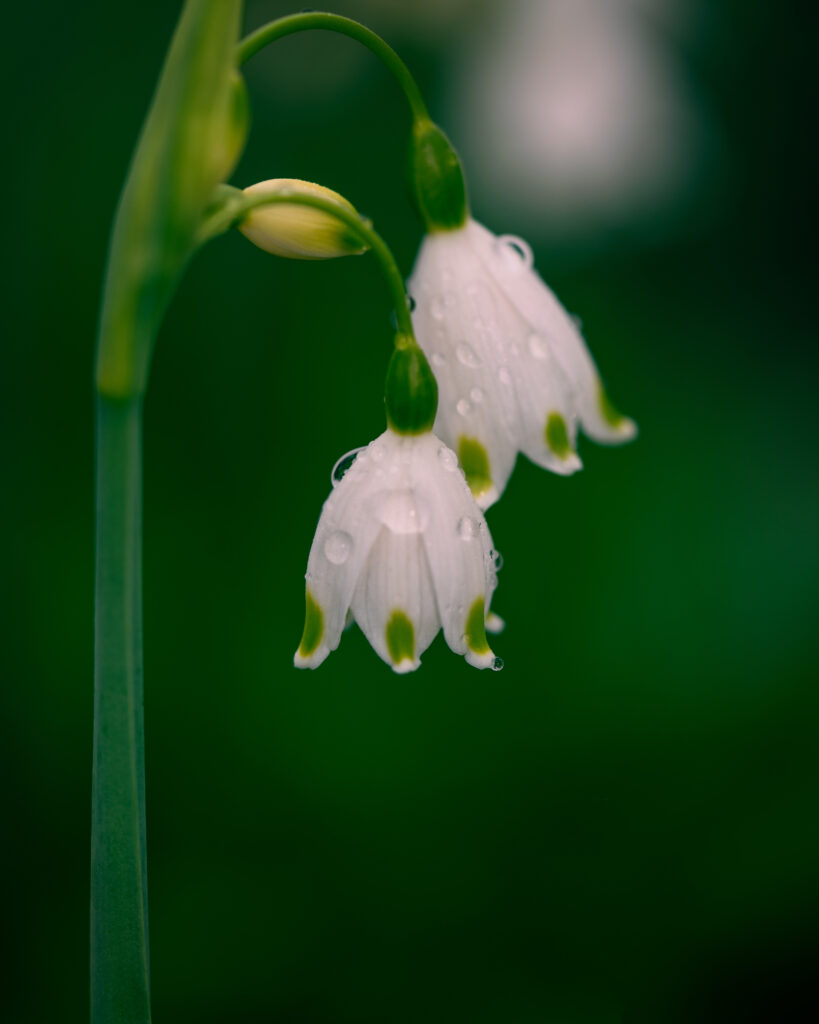 Snow Drops - Early Spring Flower