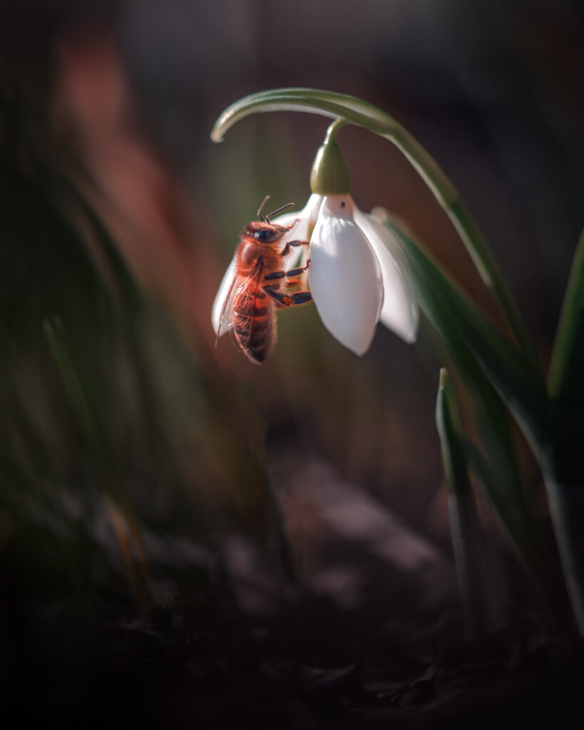 Snowdrop First Spring Flower with Bee - Macro Flower Photography -Uppsala Botaniska Tradgard Sweden