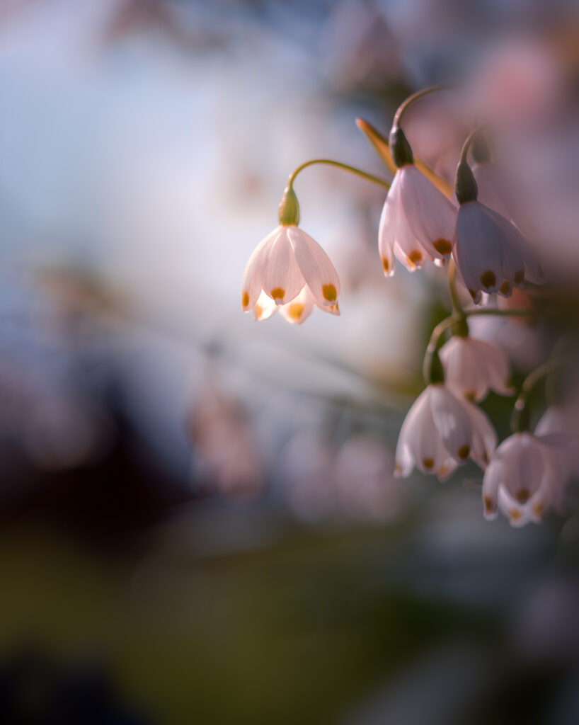 Snowdrops at Sunrise Soft Spring Light - Macro Flower Photography -Uppsala Botaniska Tradgard Sweden