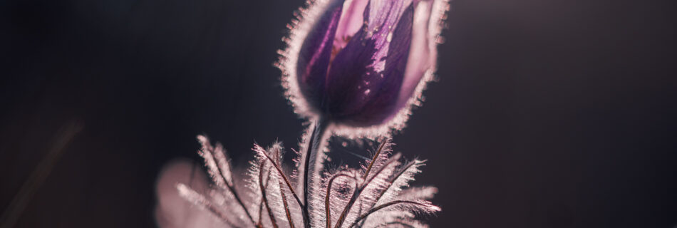 Sunrise over Common Pasque Flower - Spring Macro Photography - Uppsala Sweden
