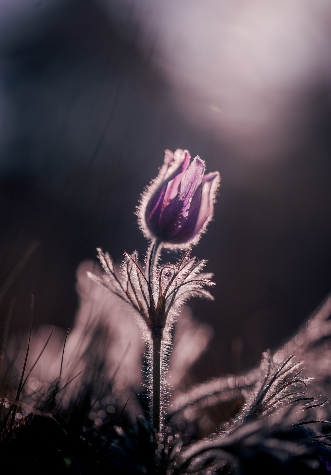 Sunrise over Common Pasque Flower - Spring Macro Photography - Uppsala Sweden