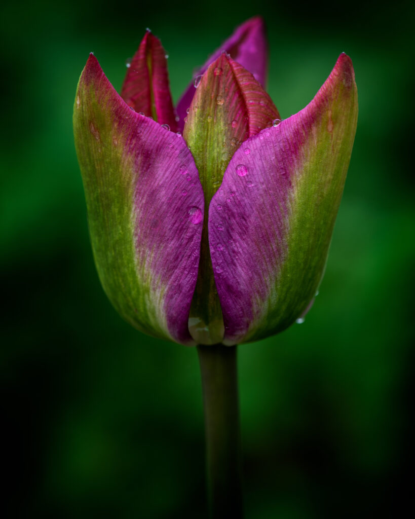 Tulip in Green and Pink - Spring Flower Macro