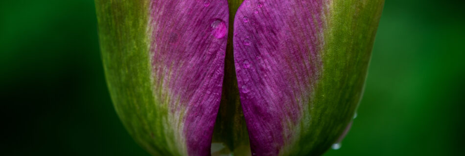 Tulip in Green and Pink - Spring Flower Macro