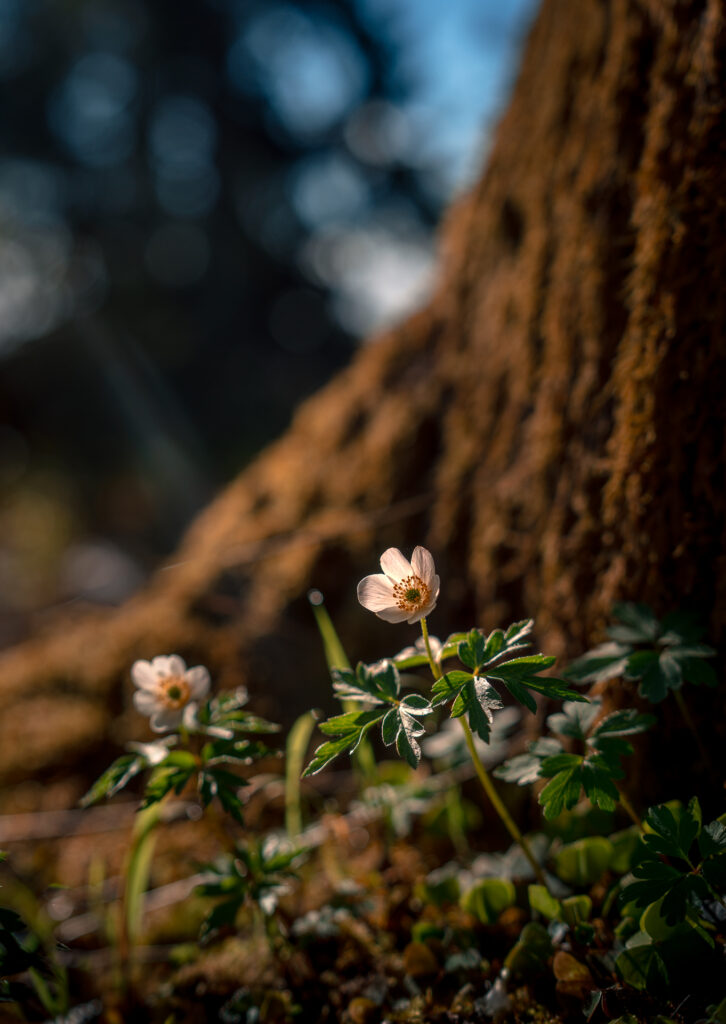 Wood Anemone Garded by Pine Tree