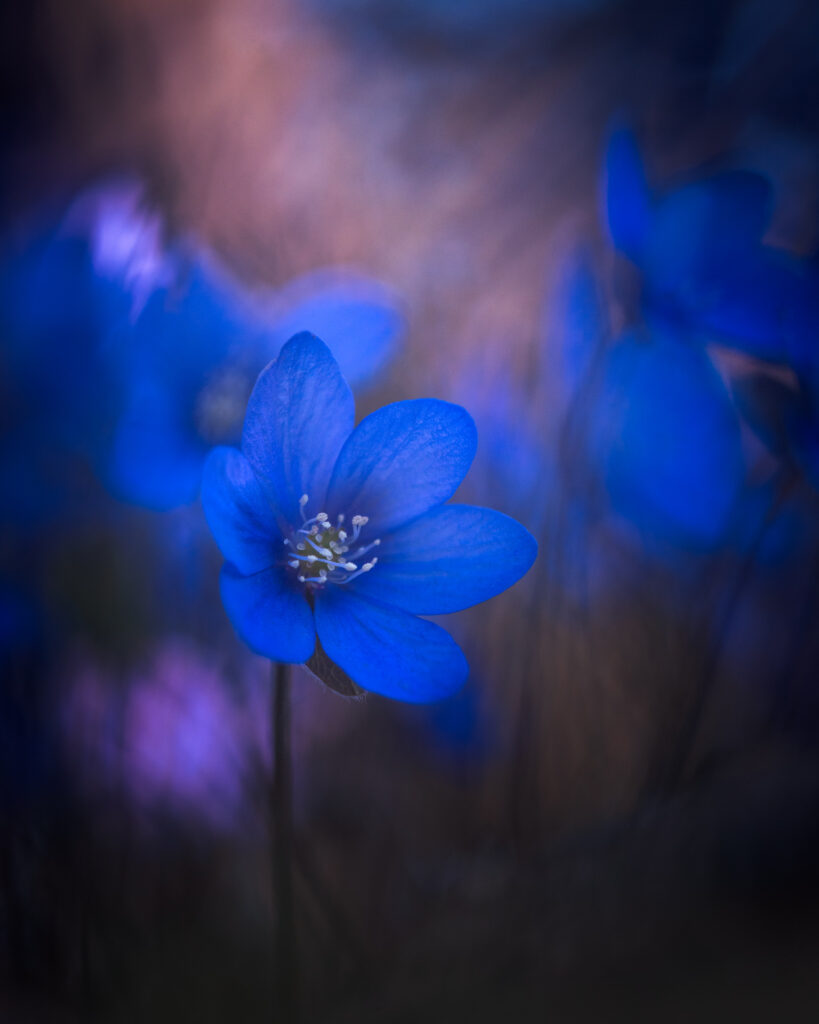 hepatica water drops macro spring flower