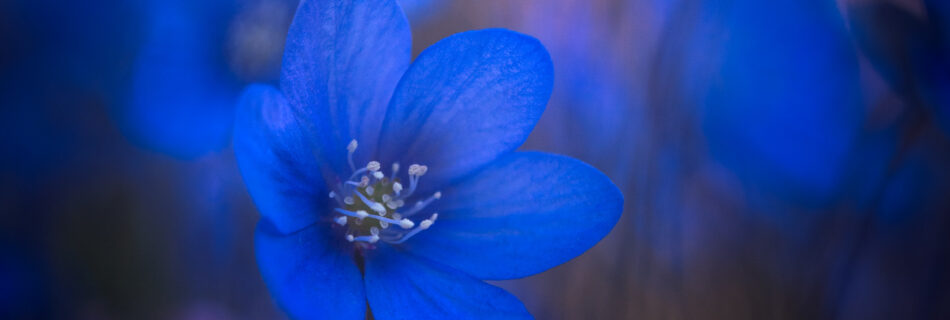 hepatica water drops macro spring flower