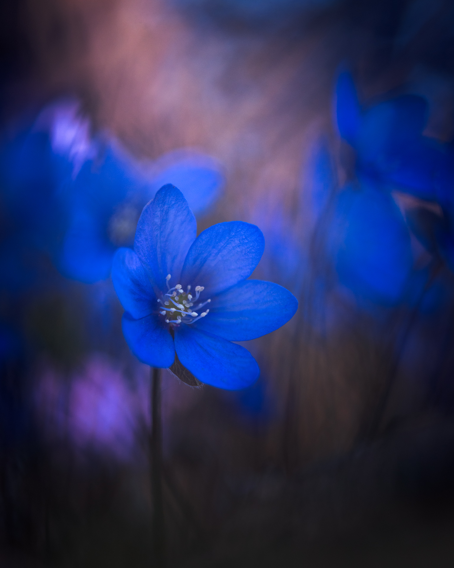 hepatica water drops macro spring flower