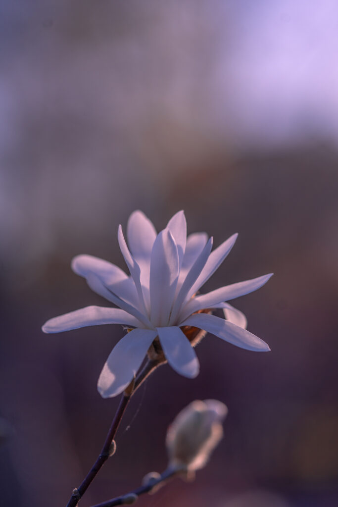 magnolia flower and bud macro spring