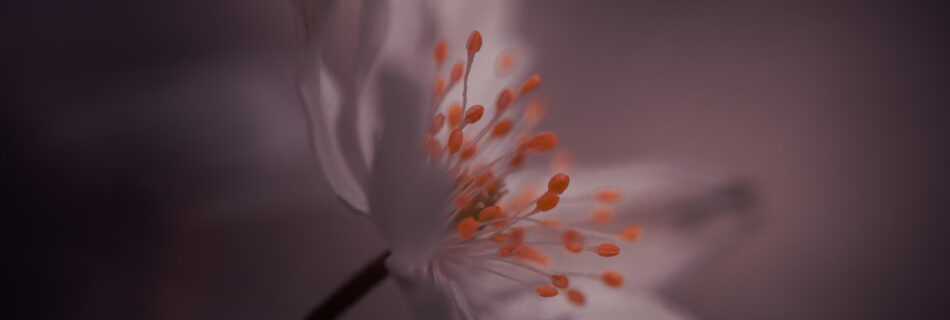 wood anemone spring flower macro minimalism