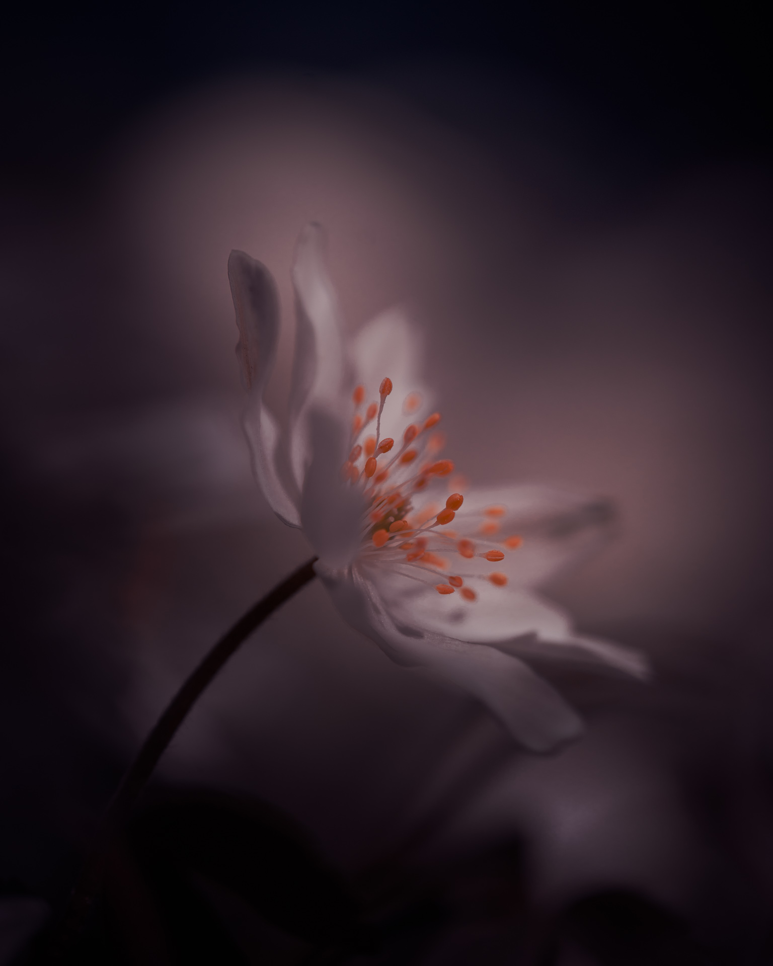 wood anemone spring flower macro minimalism