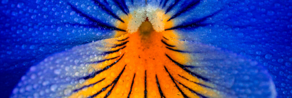Blue Pansy Close-up Portrait - Flower Macro Garden Photography