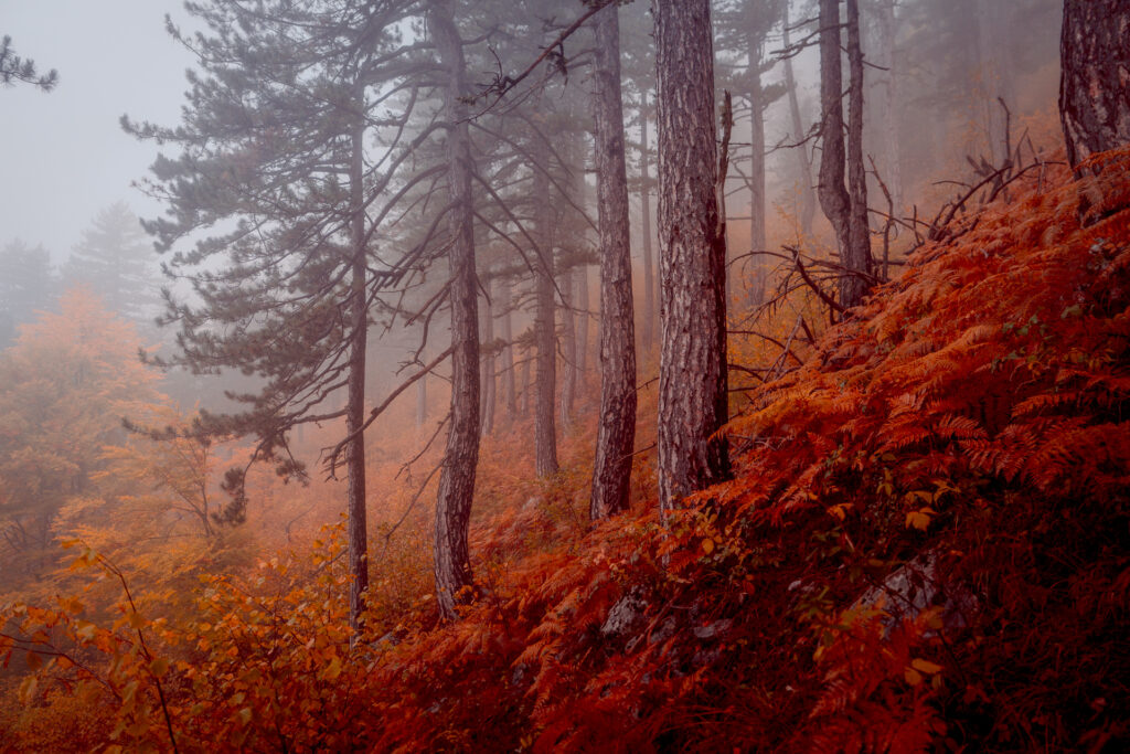 Autumn Fog in the Forest in the Mountains - Valbona Valley -Albanian alps - Albania - Photography Road Trip in the Balkans