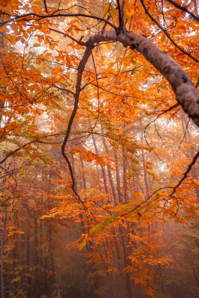 Autumn Tree - Valbona Valley -Albanian alps - Albania - Photography Road Trip in the Balkans