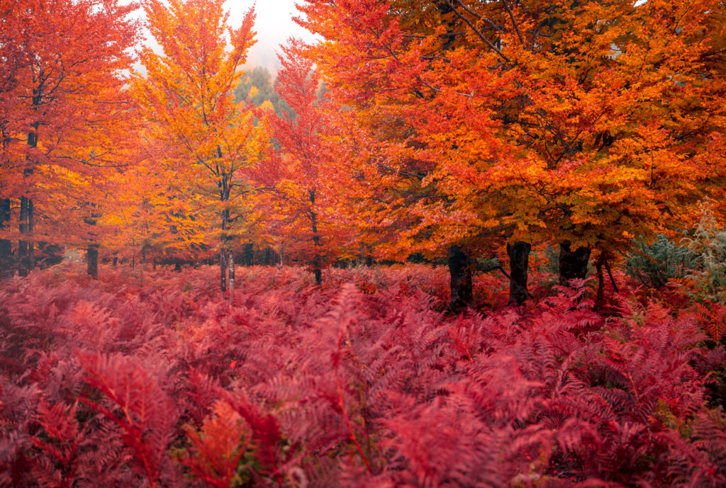 Autumn Trees and Ferns - Valbona Valley -Albanian alps - Albania - Photography Road Trip in the Balkans