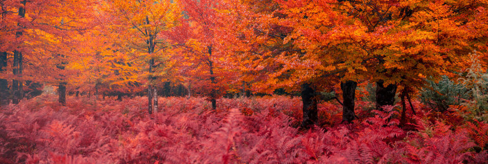Autumn Trees and Ferns - Valbona Valley -Albanian alps - Albania - Photography Road Trip in the Balkans
