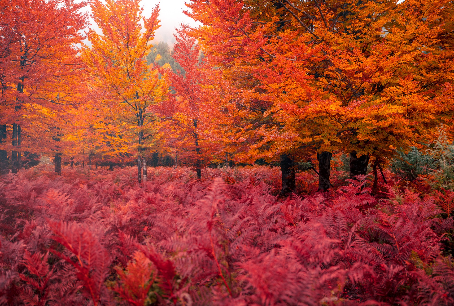 Autumn Trees and Ferns - Valbona Valley -Albanian alps - Albania - Photography Road Trip in the Balkans