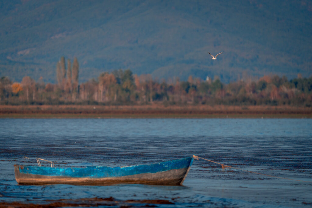 Bird Flying over Lake Boat - Prespa Lake Bird Photography - Drone Shot - North Macedonia - Photography Road Trip in the Balkans