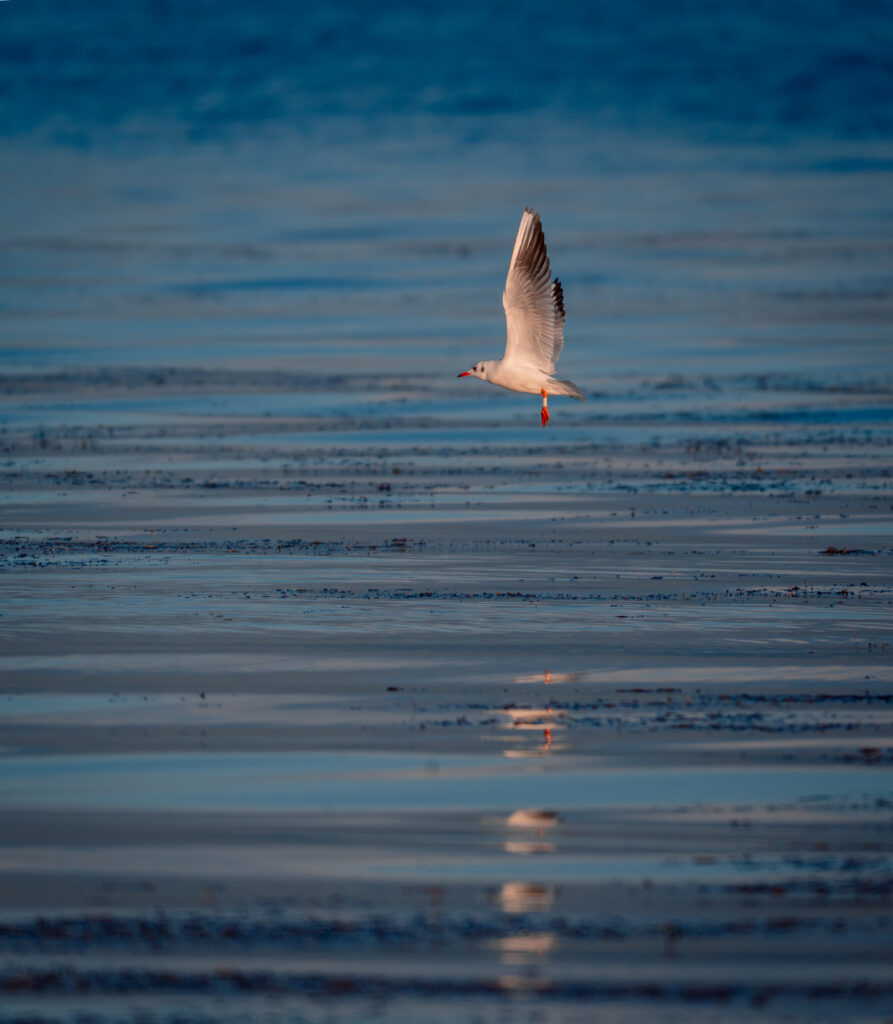 Bird Flying over Lake - Prespa Lake Bird Photography - Drone Shot - North Macedonia - Photography Road Trip in the Balkans