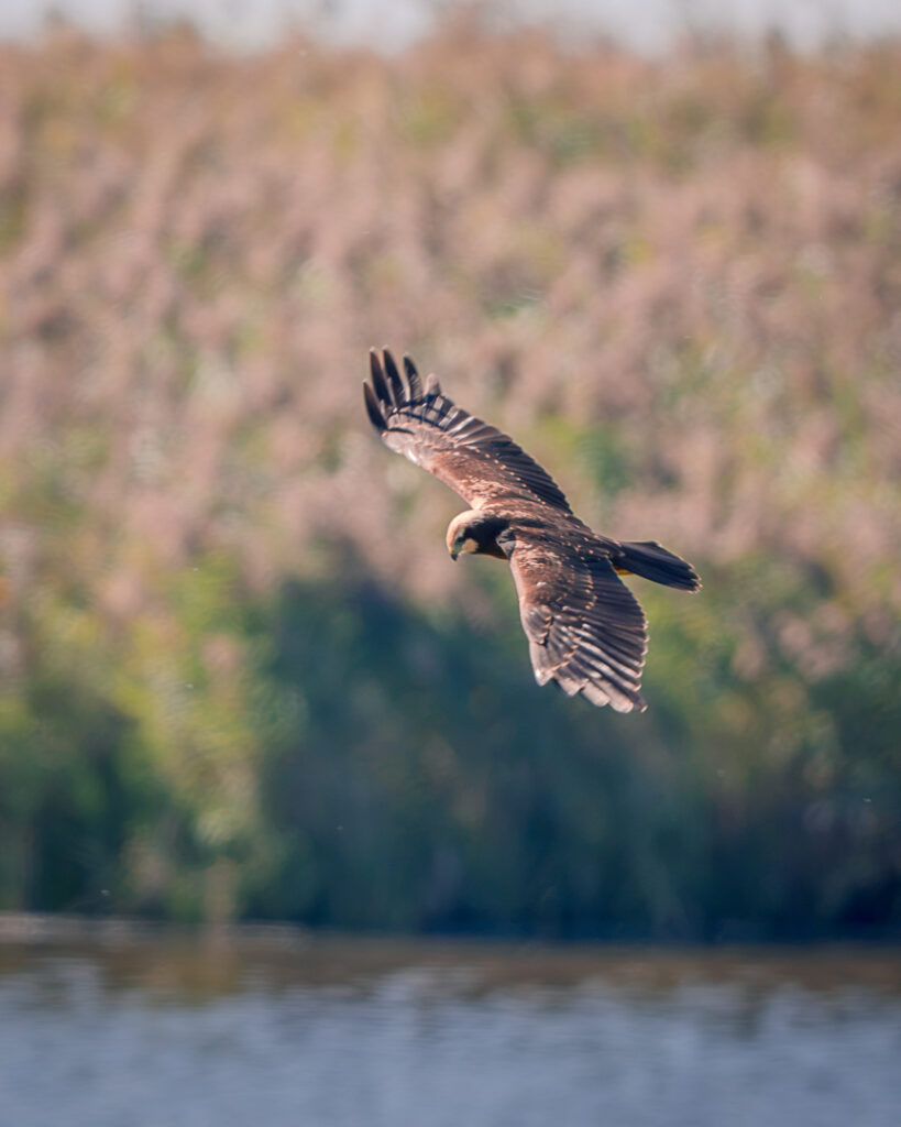 Bird of Prey flying over Lake at Kvismaren Nature Reserve - Sweden Bird Photography