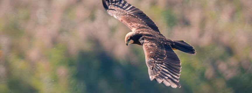 Bird of Prey flying over Lake at Kvismaren Nature Reserve - Sweden Bird Photography