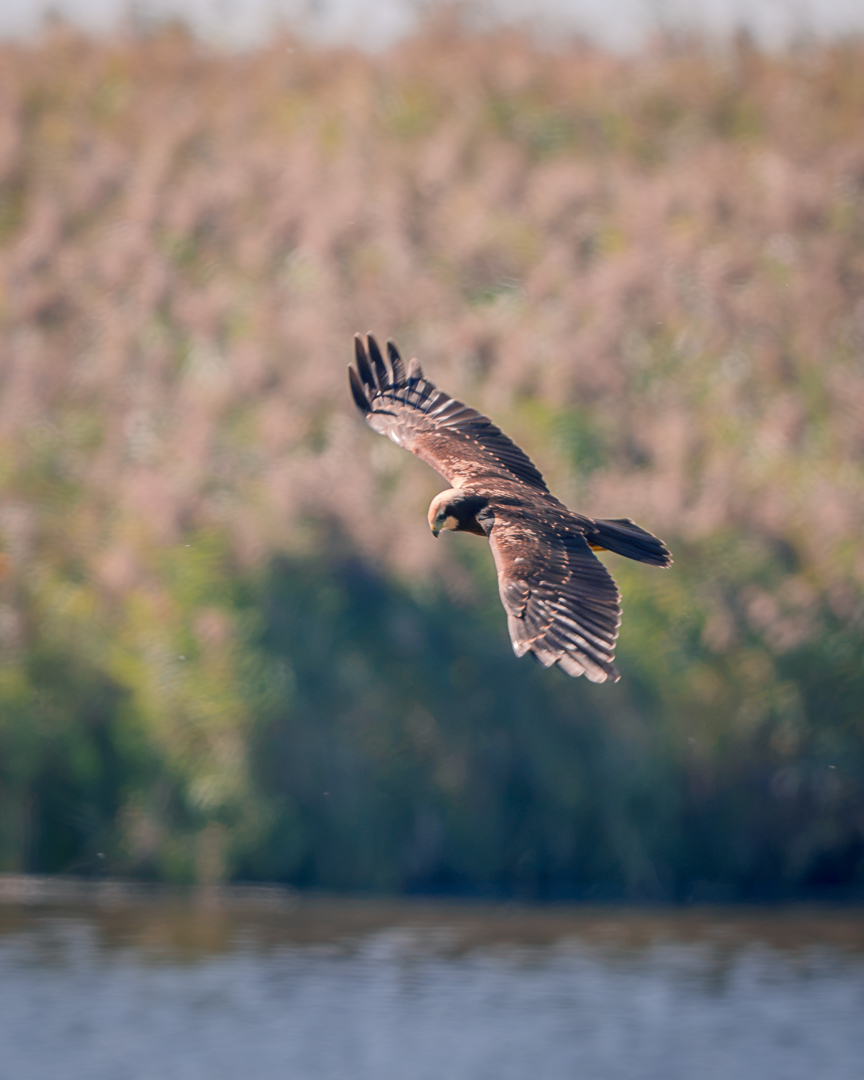 Bird of Prey flying over Lake at Kvismaren Nature Reserve - Sweden Bird Photography