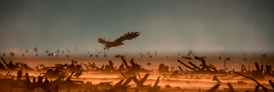 Bird of Prey flying over Mordor - Sunrise at Lake Hornborga - Sweden Bird Photography