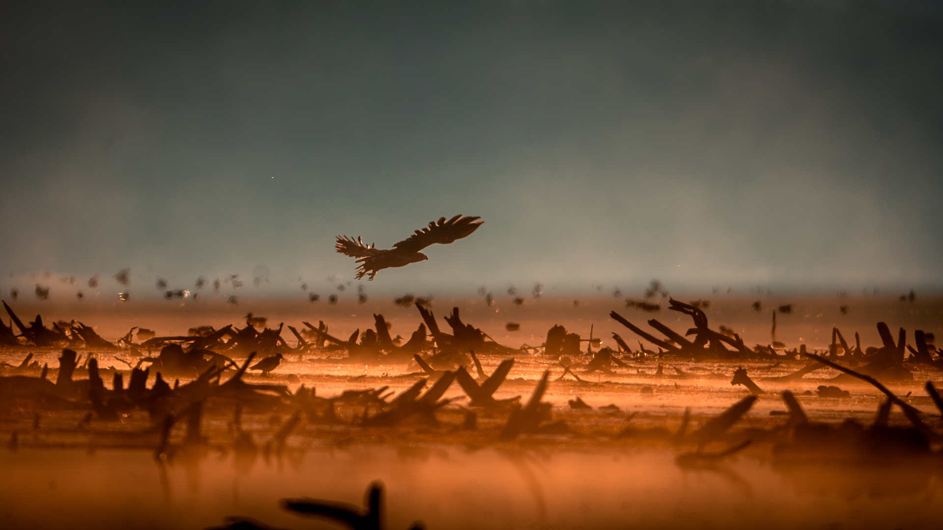 Bird of Prey flying over Mordor - Sunrise at Lake Hornborga - Sweden Bird Photography