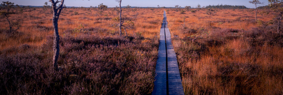Boardwalk Morning Bog View - Store Mosse National Park - Småland Sweden