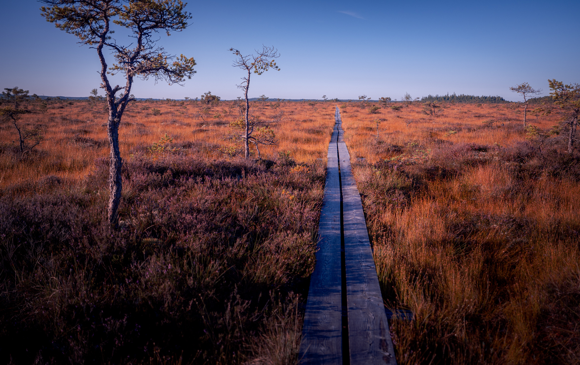 Boardwalk Morning Bog View - Store Mosse National Park - Småland Sweden