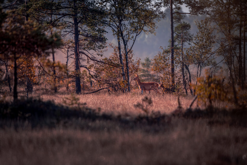 Dear at Sunrise - Store Mosse National Park - Småland Sweden