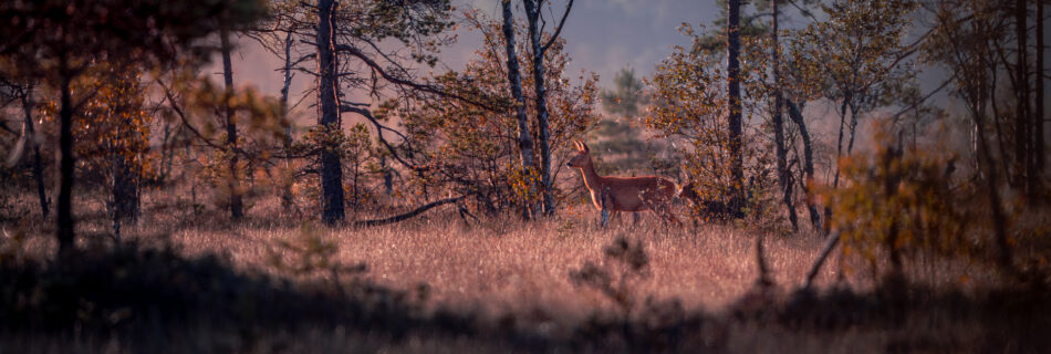 Dear at Sunrise - Store Mosse National Park - Småland Sweden