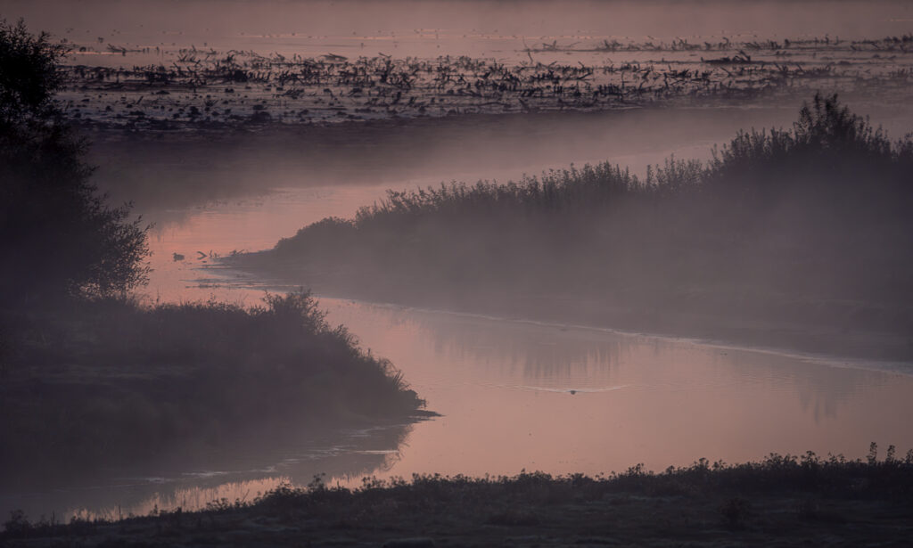 Foggy River - Sunrise at Lake Hornborga