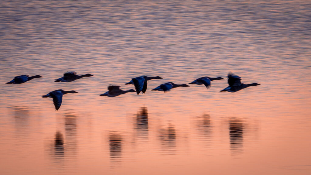 Geese Flying Close to Water at Lake Hornborga at Sunset ICM - Bird Photography