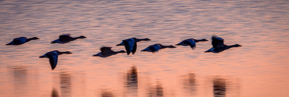 Geese Flying Close to Water at Lake Hornborga at Sunset ICM - Bird Photography