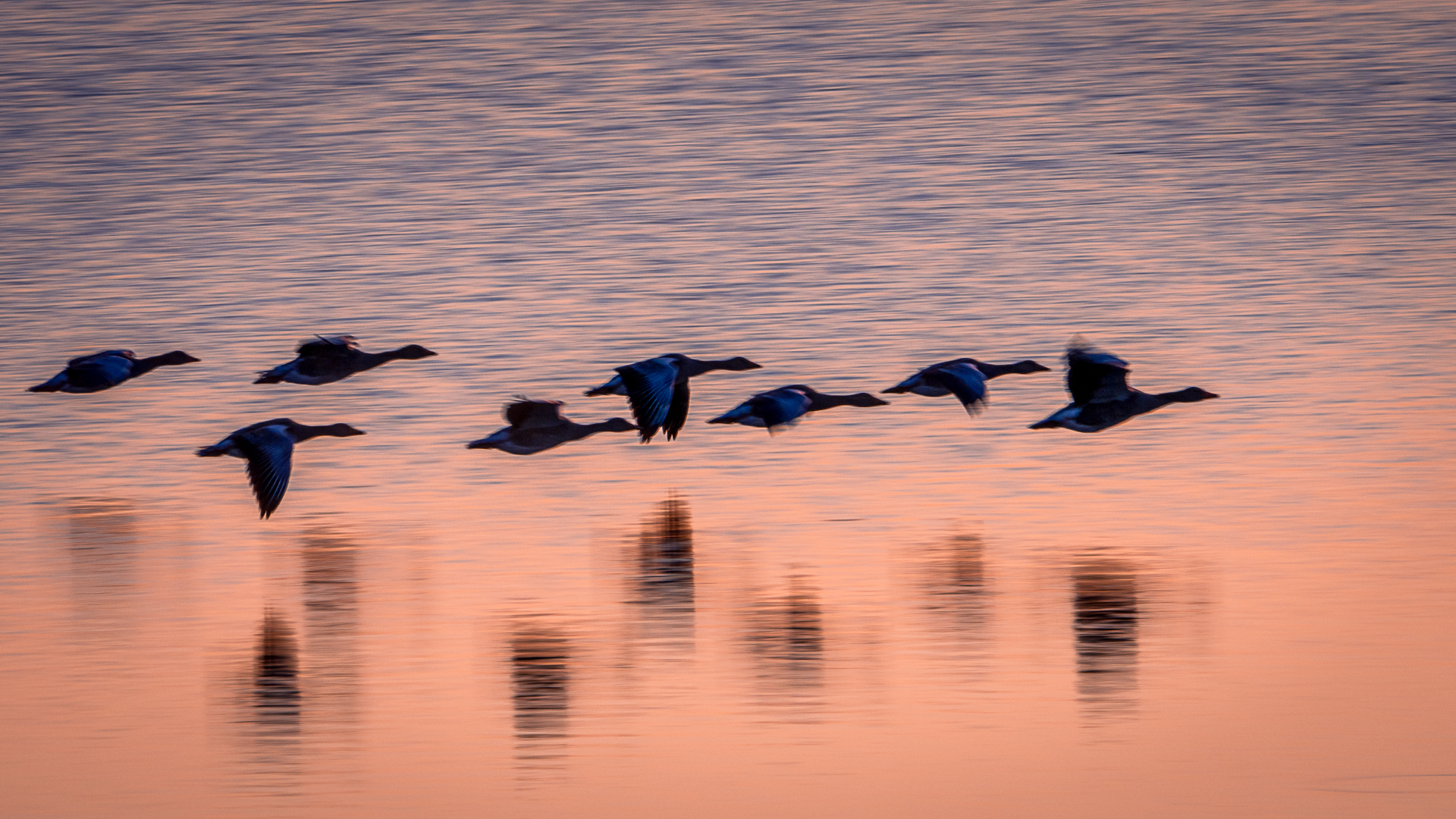 Geese Flying Close to Water at Lake Hornborga at Sunset ICM - Bird Photography