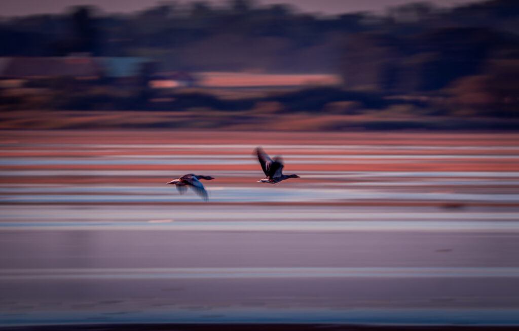 Geese Flying over Lake Hornborga at Sunset ICM - Bird Photography