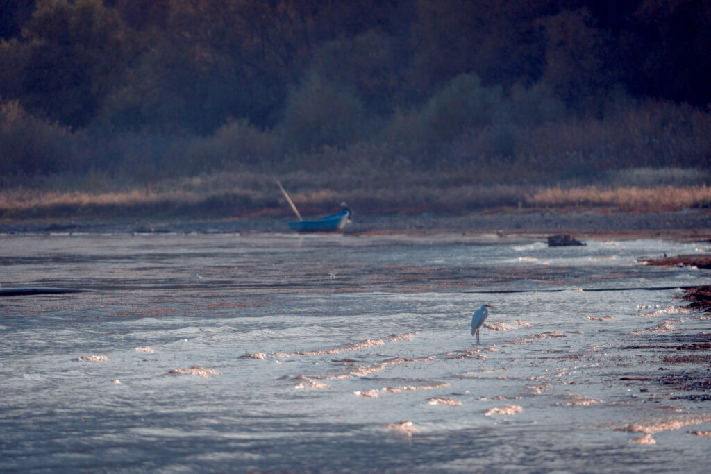 Heron Standing on Shore - Prespa Lake Bird Photography - Drone Shot - North Macedonia - Photography Road Trip in the Balkans
