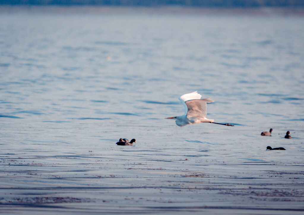 Heron Flying over Lake and Birds - Prespa Lake Bird Photography - Drone Shot - North Macedonia - Photography Road Trip in the Balkans