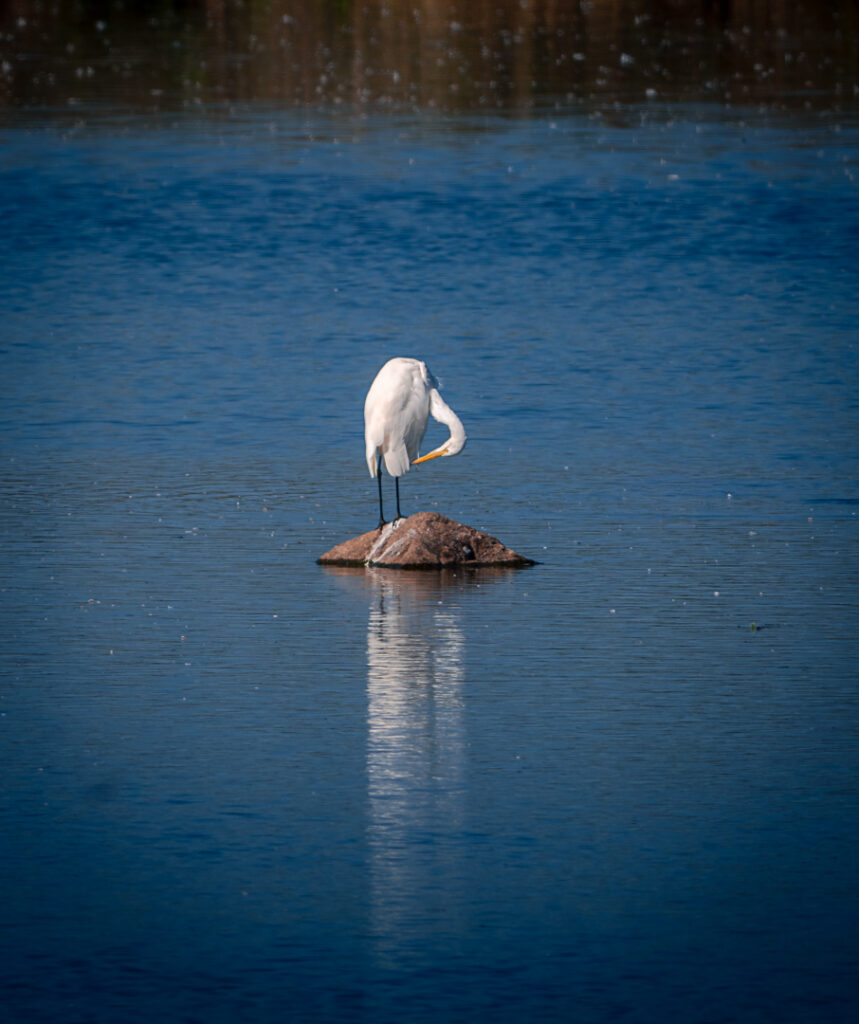 Lonley Heron at Kvismaren Nature Reserve - Sweden Bird Photography